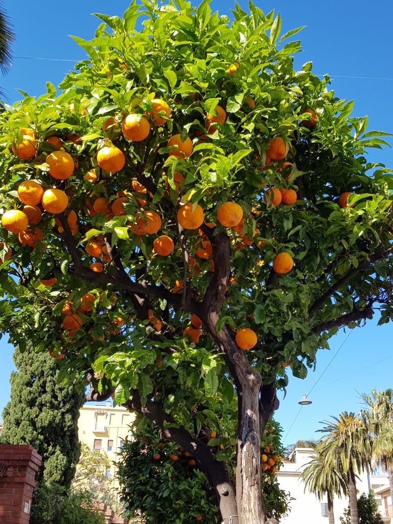 sinaasappelbomen Alassio, Italië