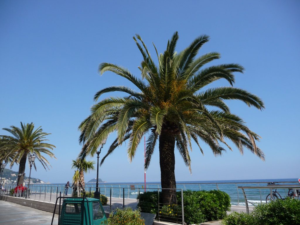 palm op de boulevard van Alassio