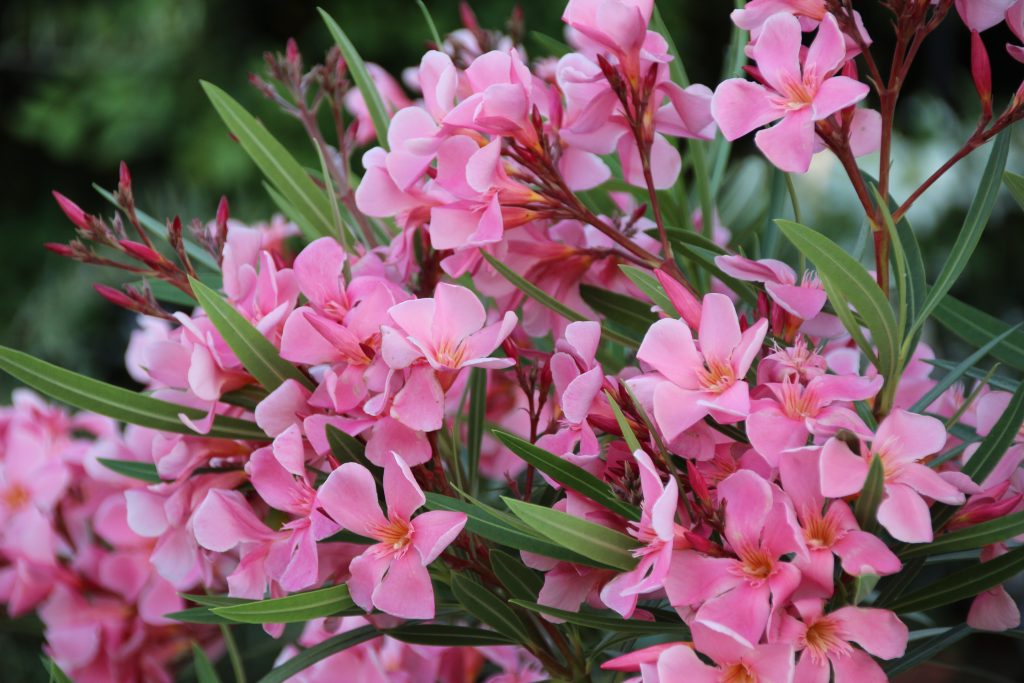 prachtige bloemen Italiaanse Riviera / Italiaanse bloemenrivièra 