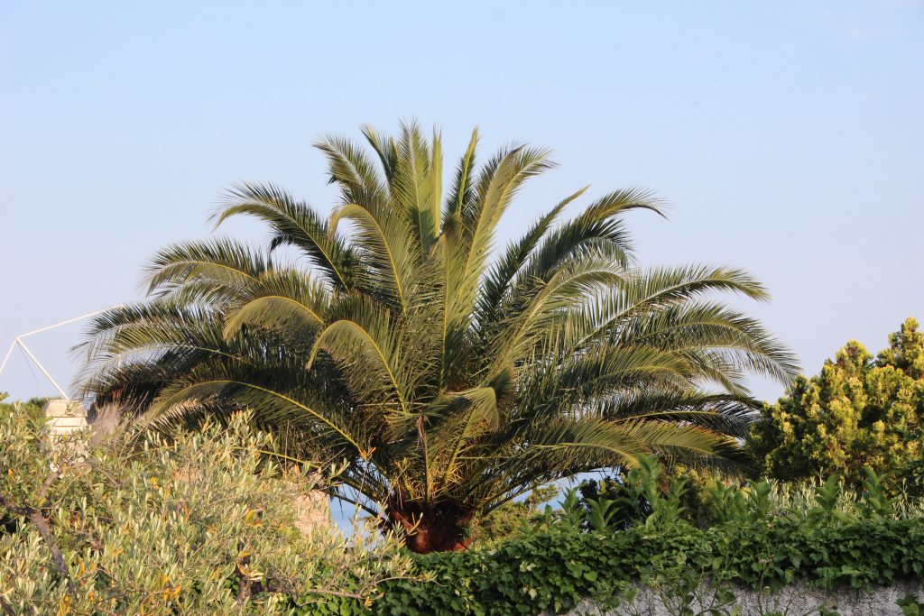 prachtige palm Alassio, Italiaanse Riviera