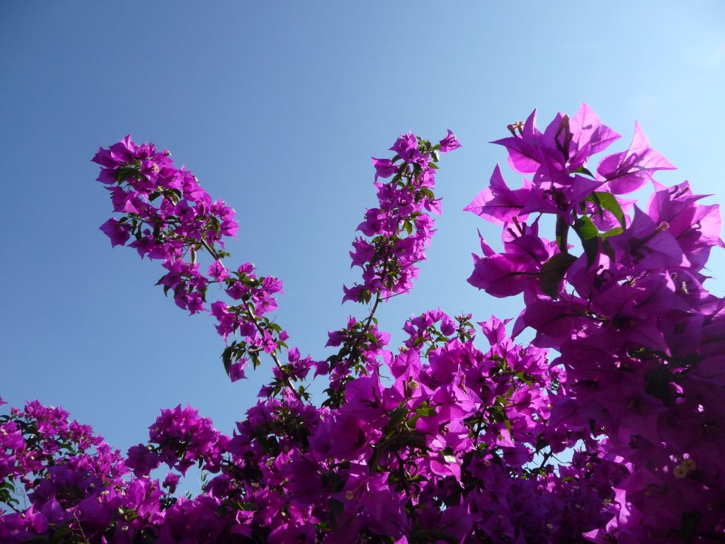 kleurrijke bloemenrivièra, Italië