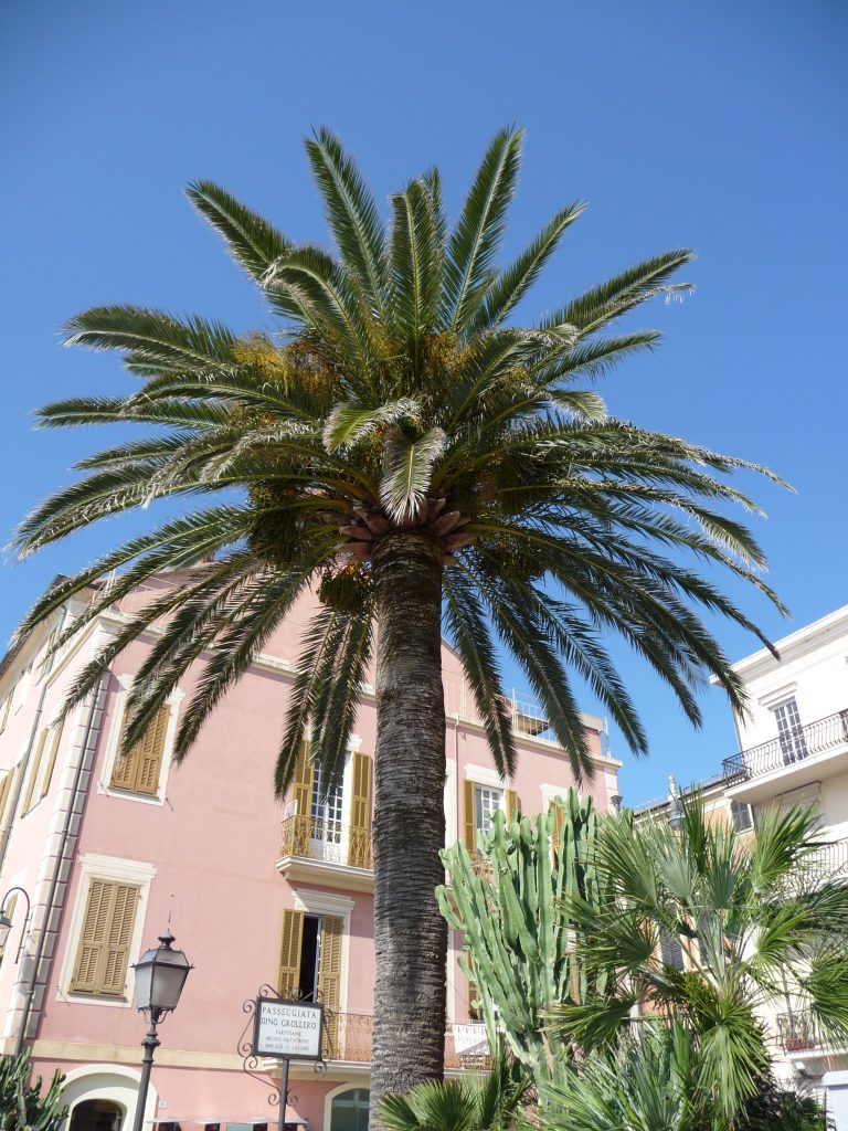 palm in centrum Alassio